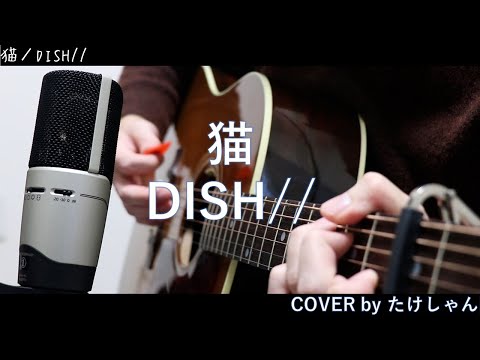 猫 / DISH// 【アコースティックカバー】