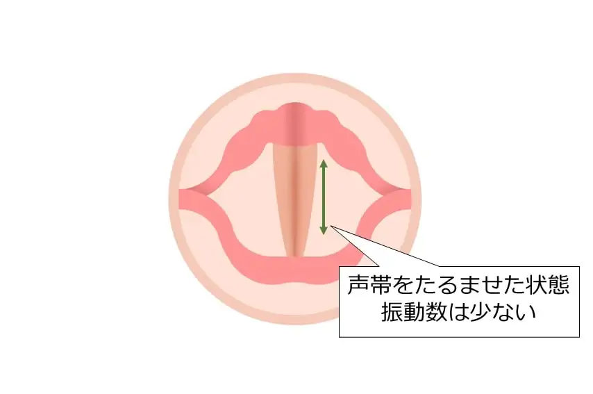 チェストボイスの声帯はたるませて振動体積が重い