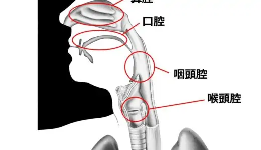 共鳴腔を活用して力まずに声を響かせよう