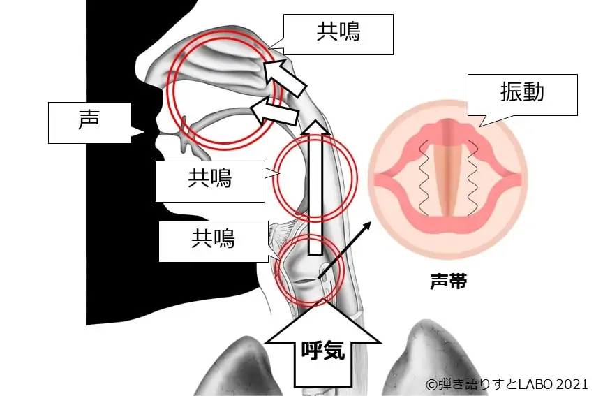 声帯で生まれた音のもとを各空洞で共鳴させて、声にする