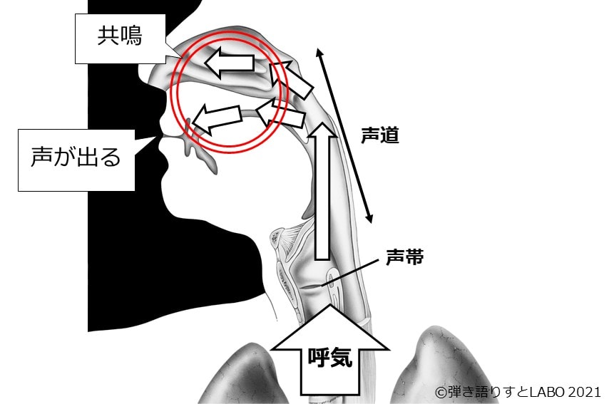 声が出る仕組み④ 鼻腔・口腔で共鳴された音が声として口や鼻から出る