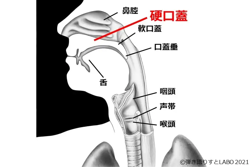 声に関わる体の器官 硬口蓋