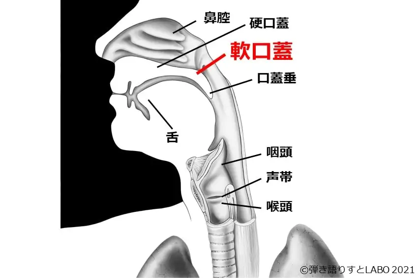 声に関わる体の器官 軟口蓋