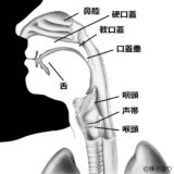 声に関する人間の器官の位置と名称