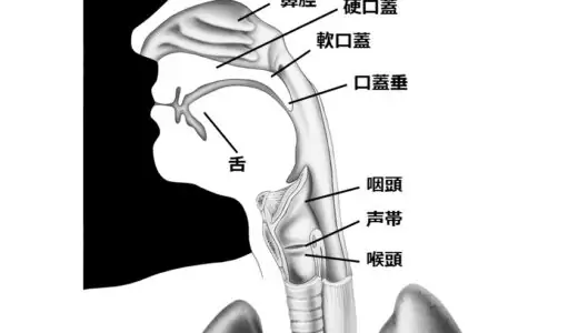 声が出る仕組みを理解しよう