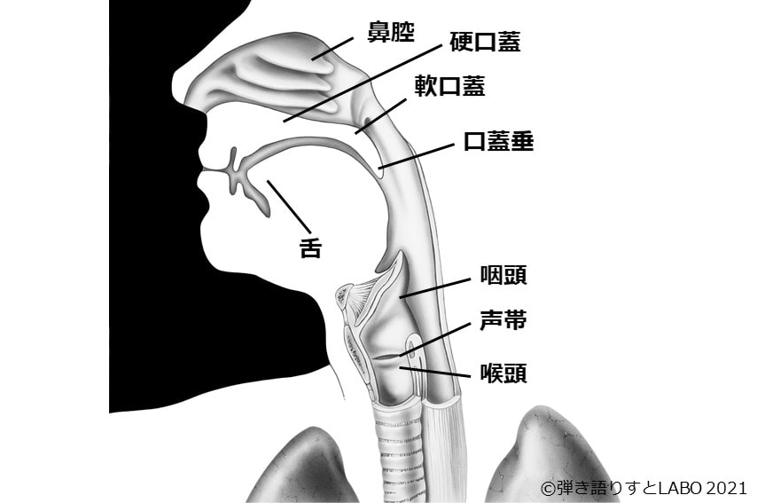 声に関する人間の器官の位置と名称