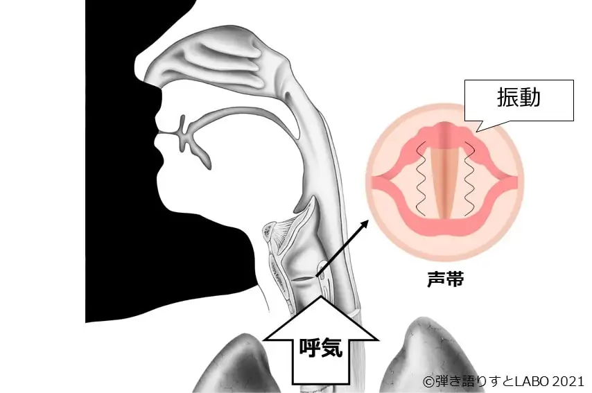 声が出る仕組み② 呼気で声帯が振動する