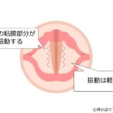 裏声は声帯の粘膜部分が振動する